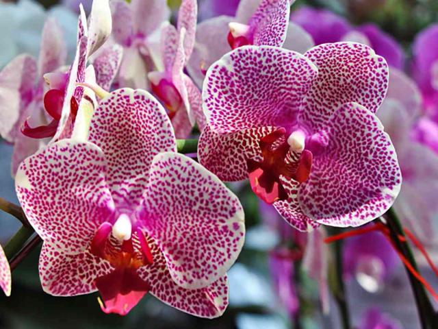 Vanda orchid care, uses and getting it to flower again