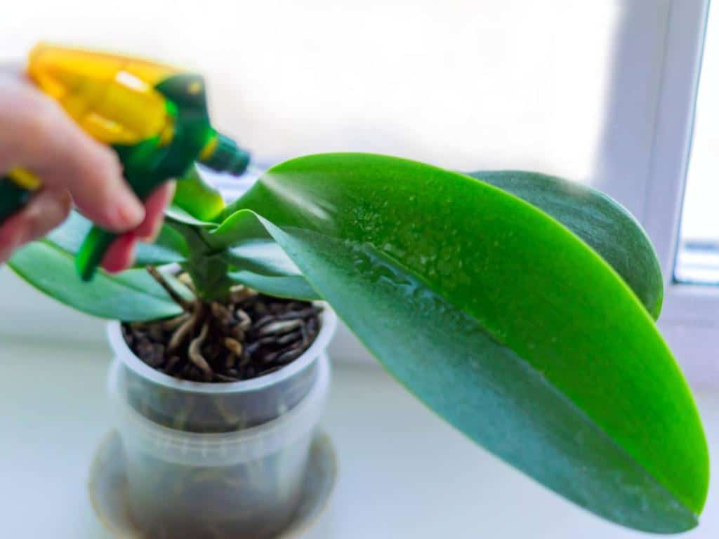 Phalaenopsis orchid - blooming, care & growing guide