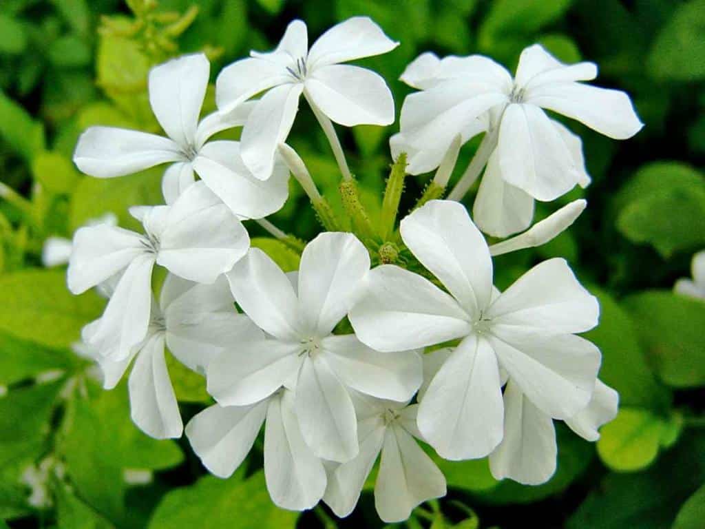 Plumbago varieties, what's your pick: red, white or blue?