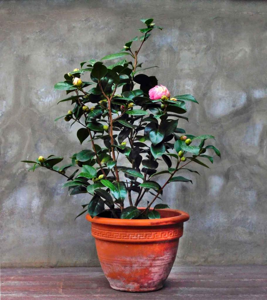 Camellia - cultivars that blooms in winter