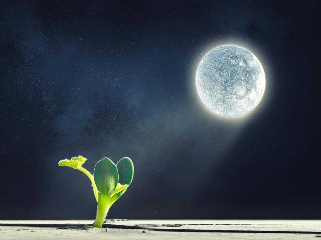 Gardening with the moon