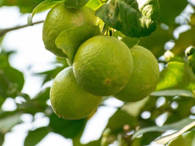 Bergamot and bergamot tree - guide for proper care