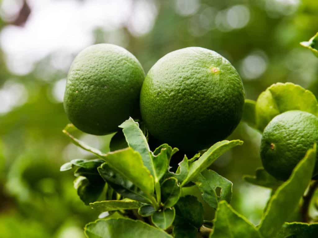 Bergamot and bergamot tree - guide for proper care