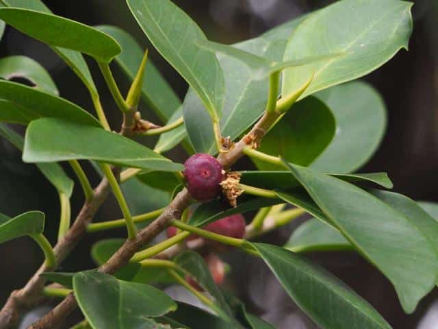 Ficus microcarpa – bonsai pruning, watering, care and varieties