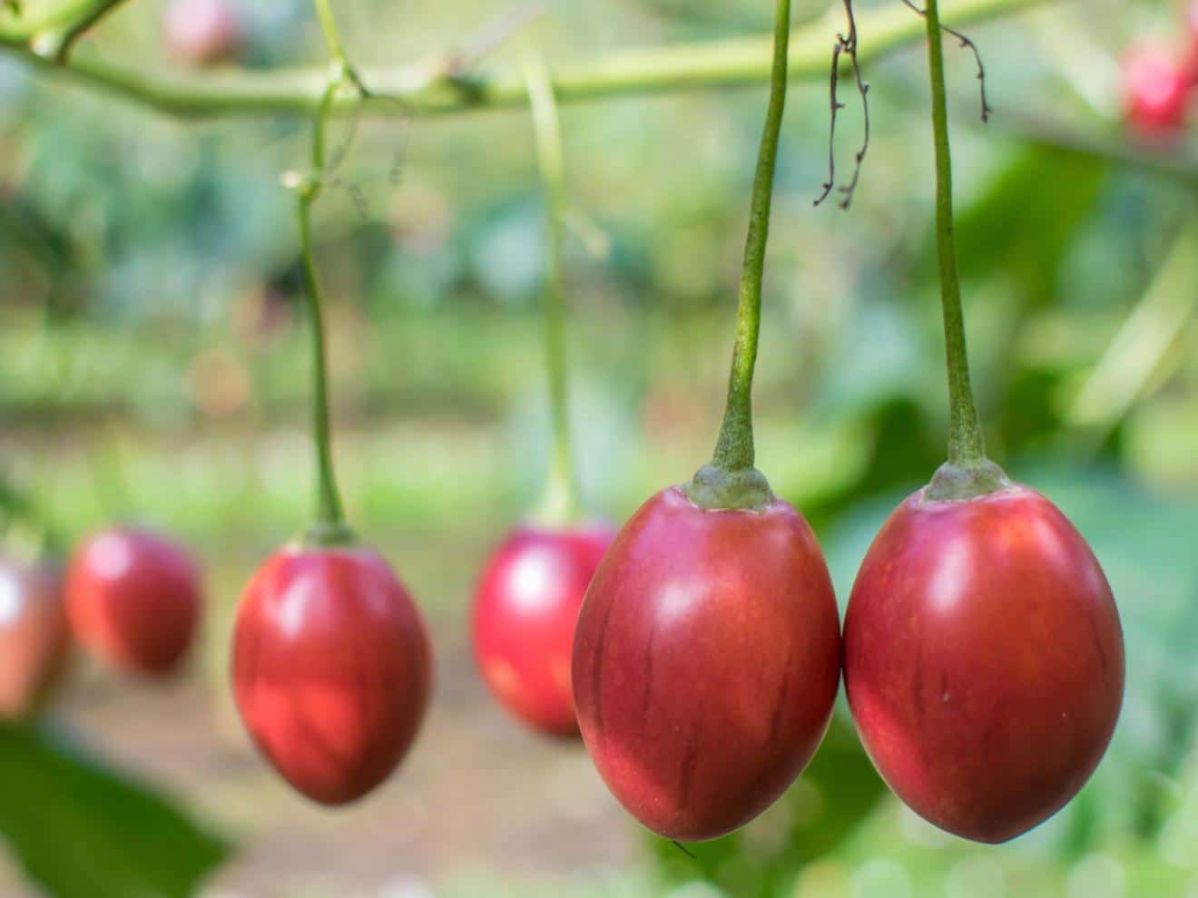 tree-tomato-care-for-the-tomato-tree-from-planting-to-harvest