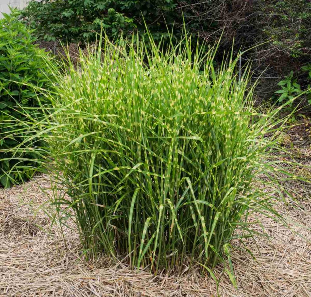 Miscanthus sinensis, how to grow Chinese reed