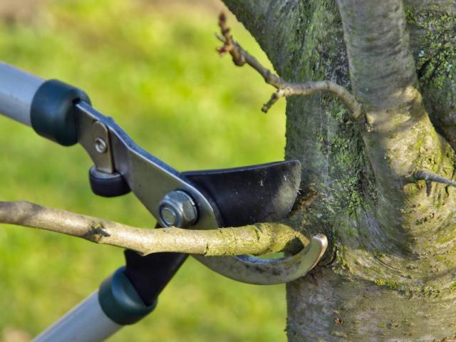 Fruit-inducing pruning - how to prune to bear more fruit