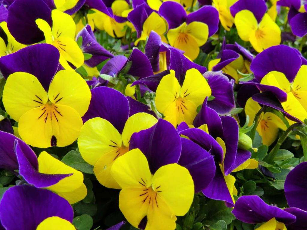 Colorful winter garden flowers with violet, pansy and primrose