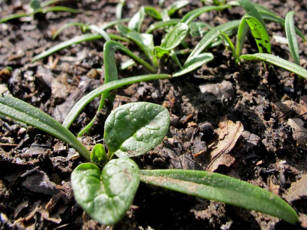 Container Spinach Growing Spinach In Pots