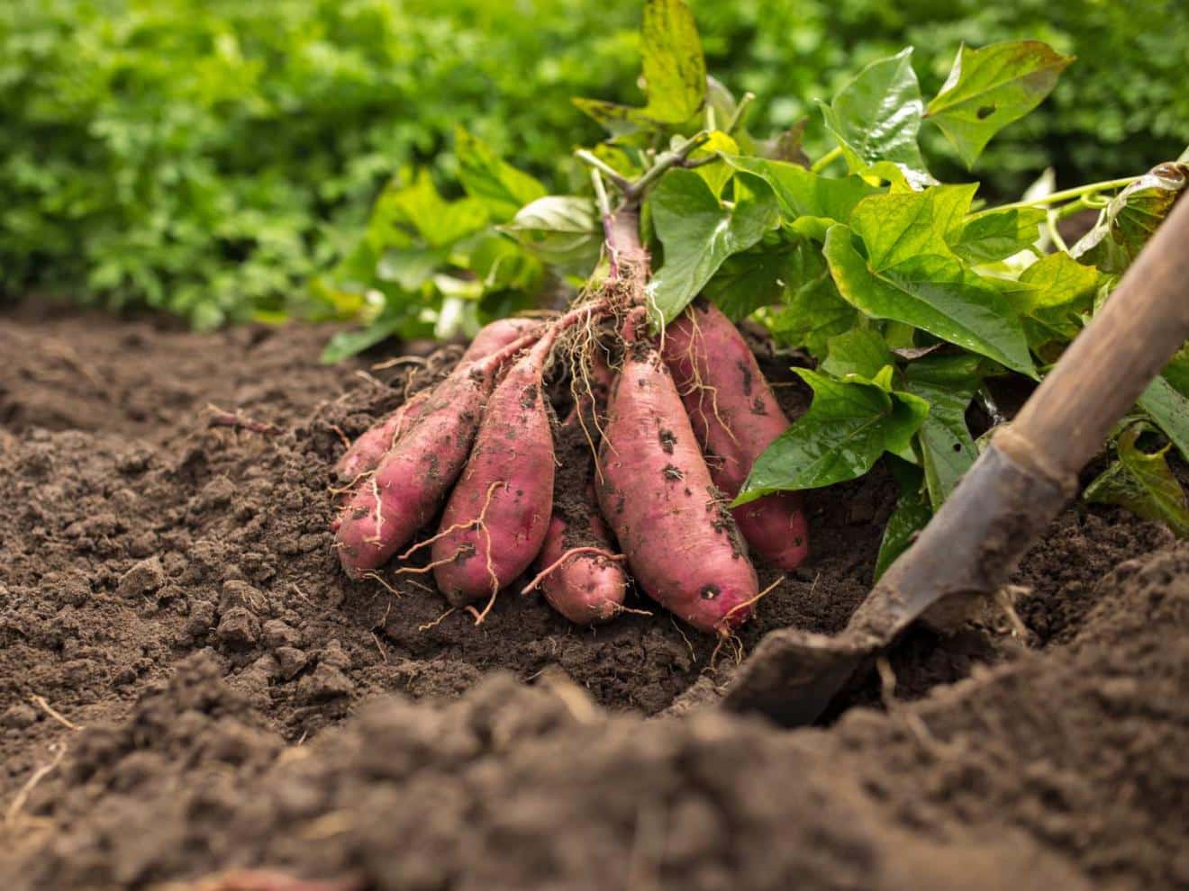 growing-sweet-potato-tropical-roots-good-for-cool-climates-too