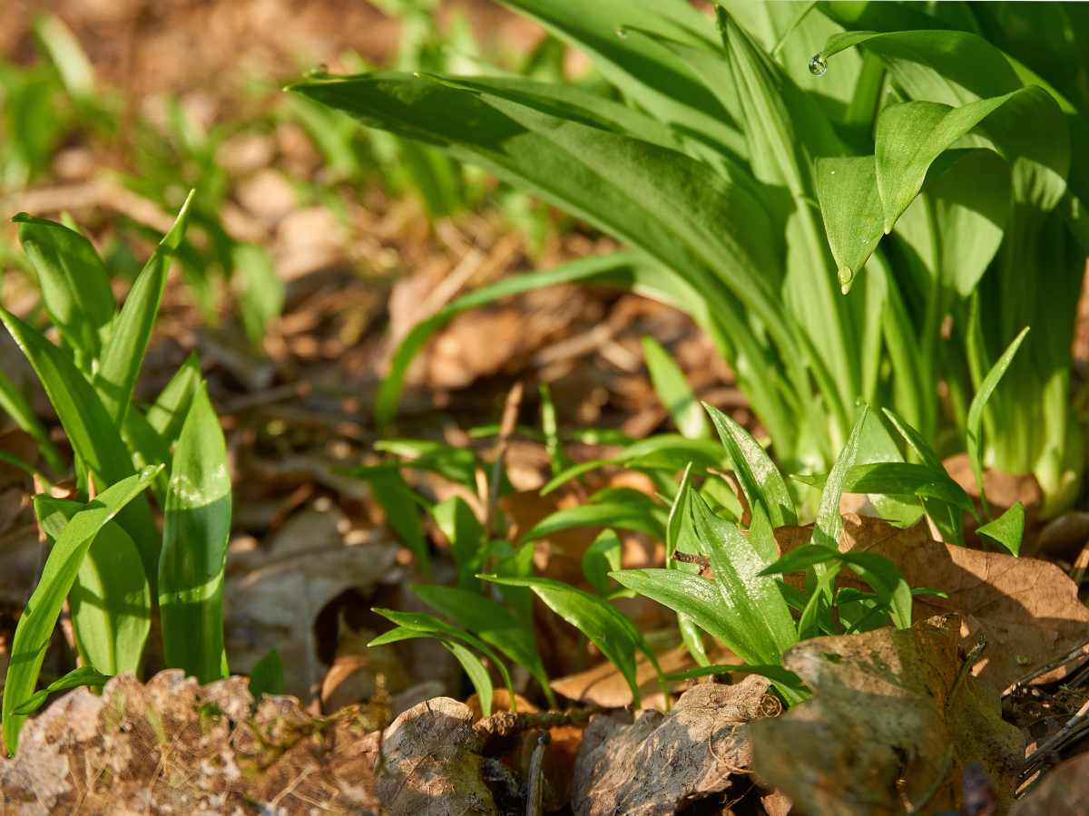 Wild garlic, a medicinal herb with countless benefits