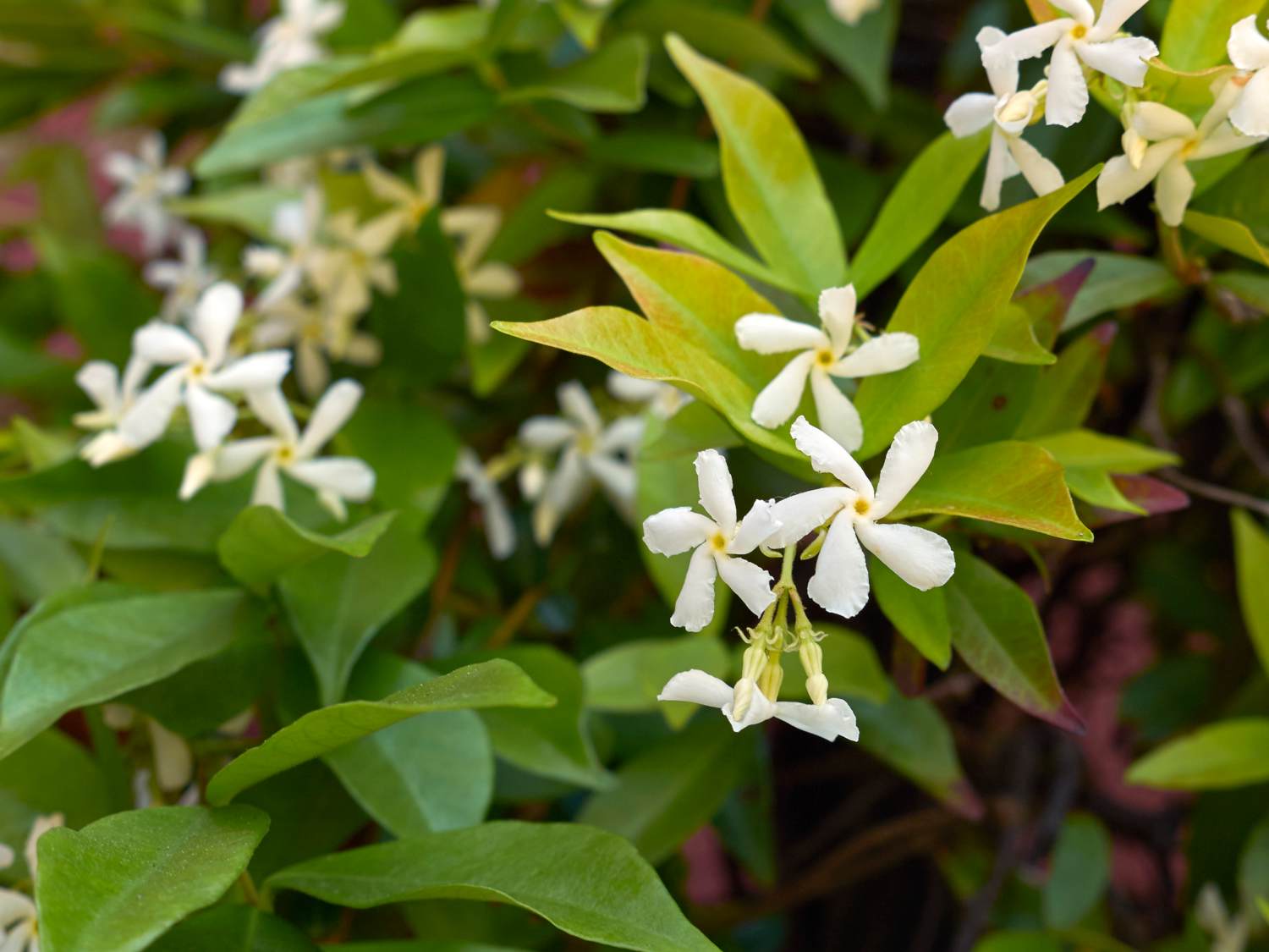 Star jasmine - planting, pruning, and care