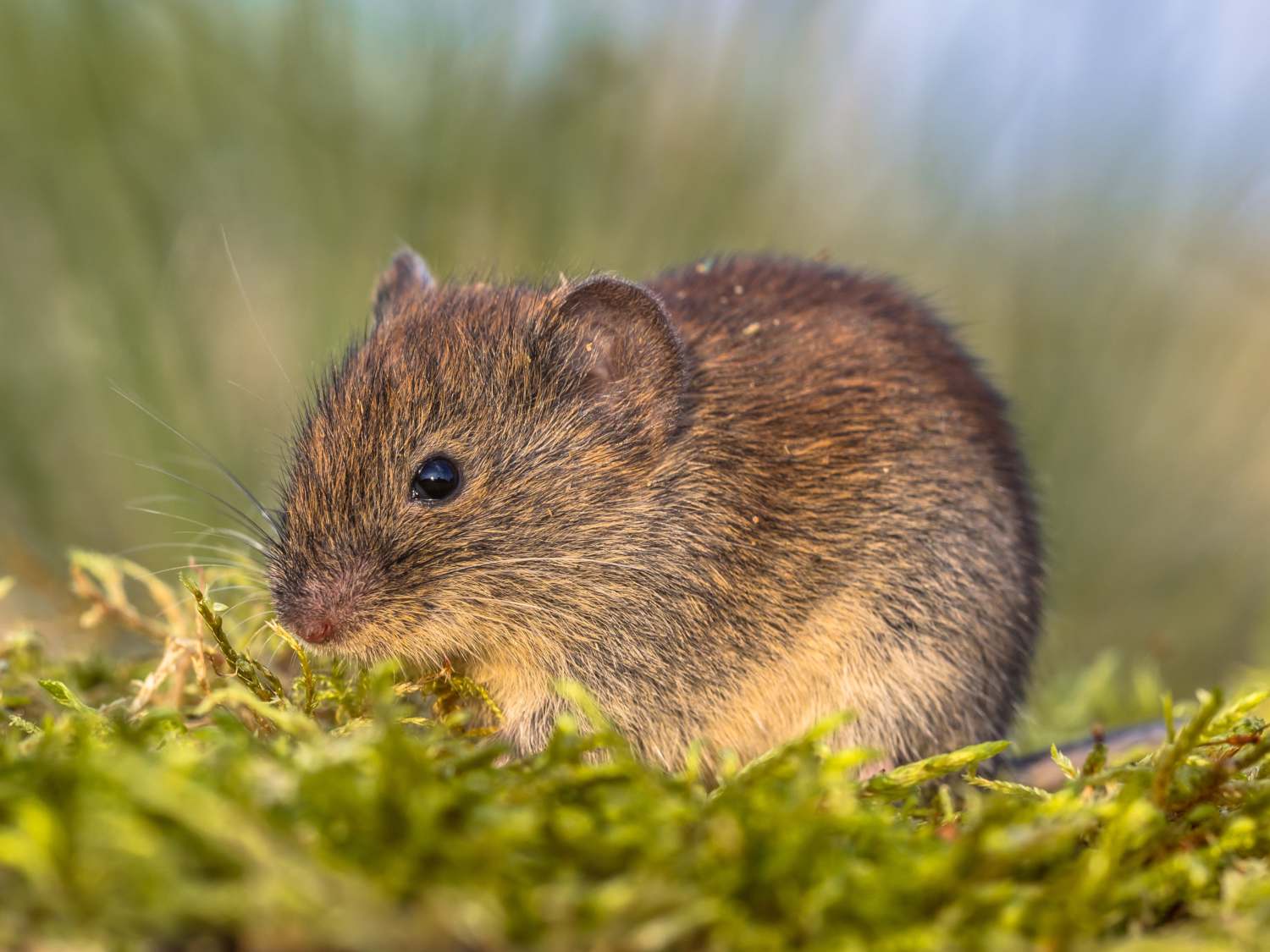 Vole, a tiny rodent chewing on veggies and flower bulbs